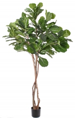 Ficus lyrata tabaksplant 190cm